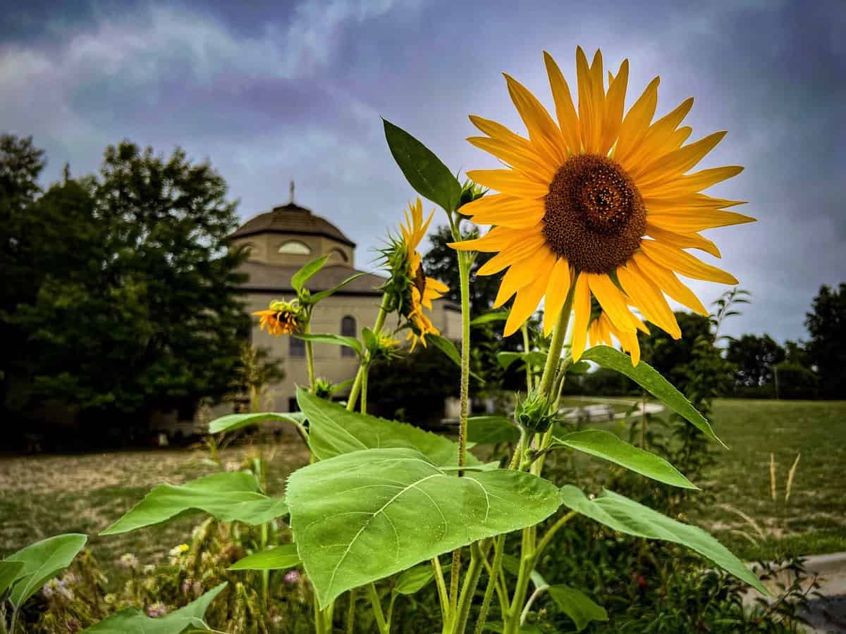 Sunflower September 2022